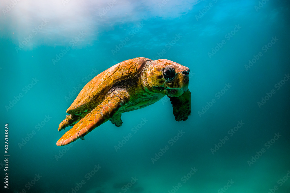 Wild Sea turtle swimming freely in open ocean among colorful coral reef