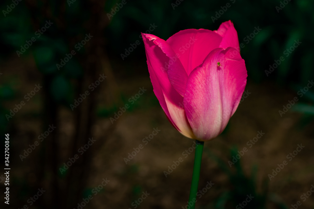 Close-up macro detail of pink tulips swaying in the wind Close-up macro detail of pink tulips swaying in the wind