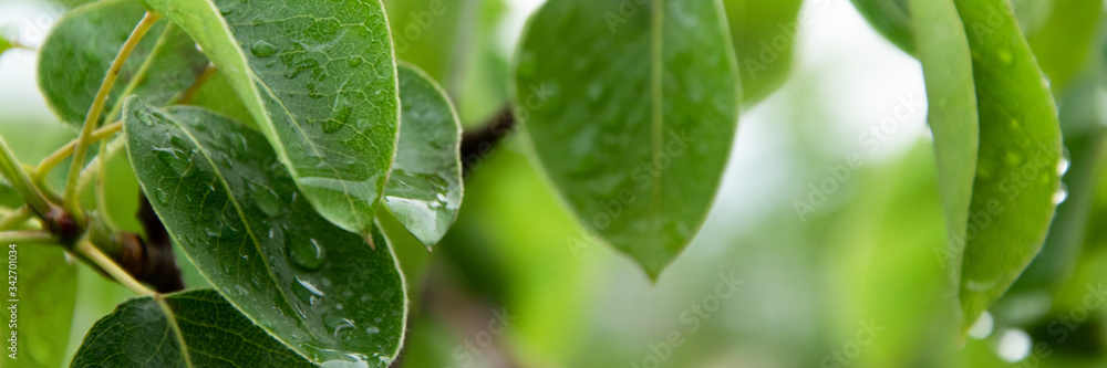 Close up of pear tree leaves with raindrops, relaxing view in rainy day Close up of pear tree leaves with raindrops, relaxing view in rainy day