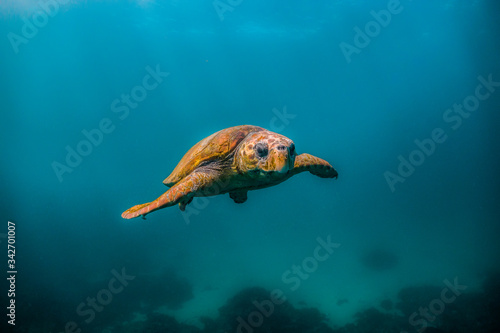 Photography Wild Sea turtle swimming freely in open ocean among colorful coral reef