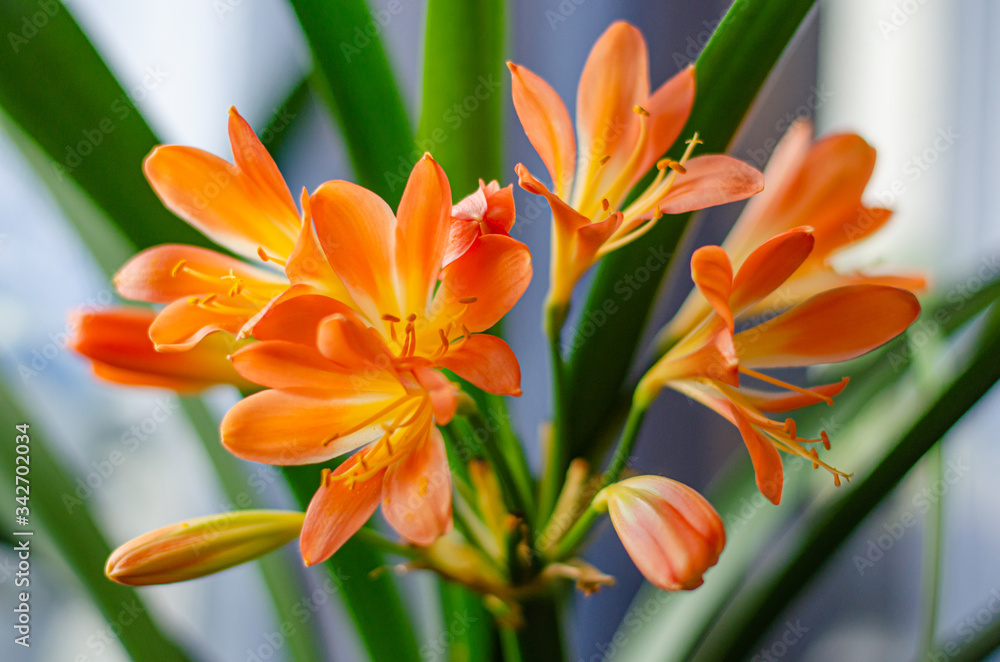 Obraz premium Clivia miniata orange flowers are on the windowsill. Natural background, gardening concept