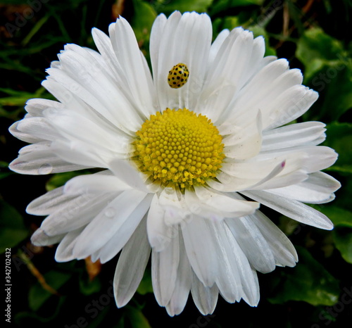 Ladybug on a daisy flower close up