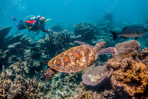 Diver swimming with a green sea turtle over colorful coral reef