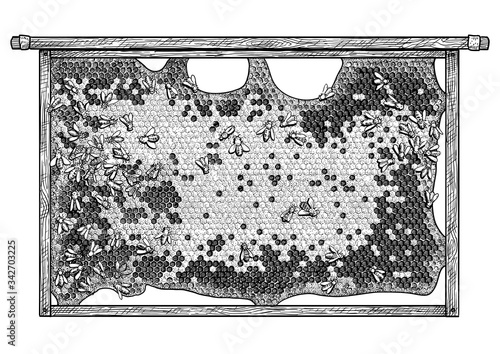 Frame of bee hive illustration, drawing, engraving, ink, line art, vector