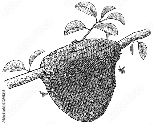 Honeycomb and bees on tree illustration, drawing, engraving, ink, line art, vector