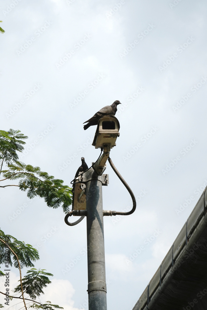 Two bird are perching on CCTV. White sky. Two bird are perching on CCTV. White sky.