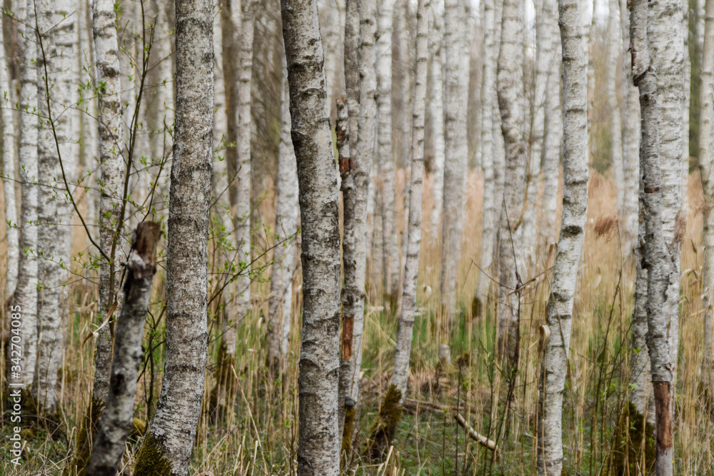 Fototapeta premium Birkenwald