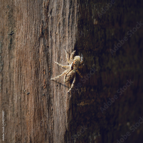 A spider crawling on a wooden beam