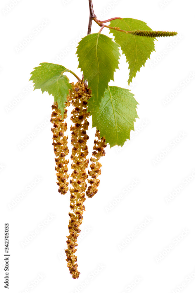 Fototapeta premium leaves of birch tree and blooming pollen isolated over white background
