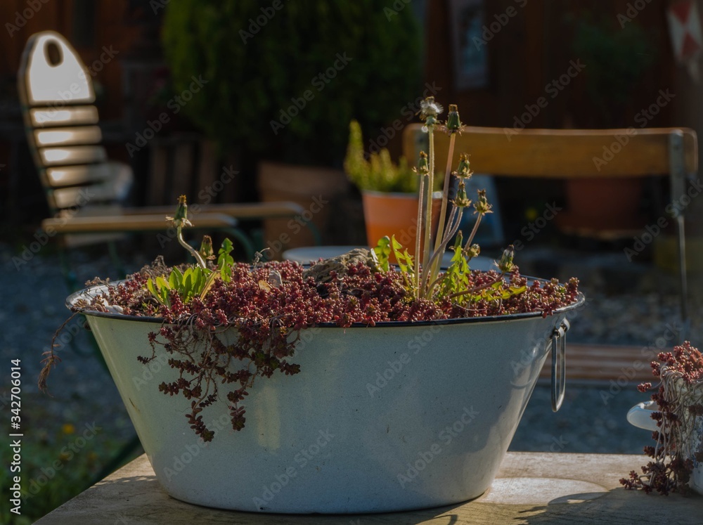 Zinkwanne mit Blumen und Pflanzen Stock Photo Adobe Stock