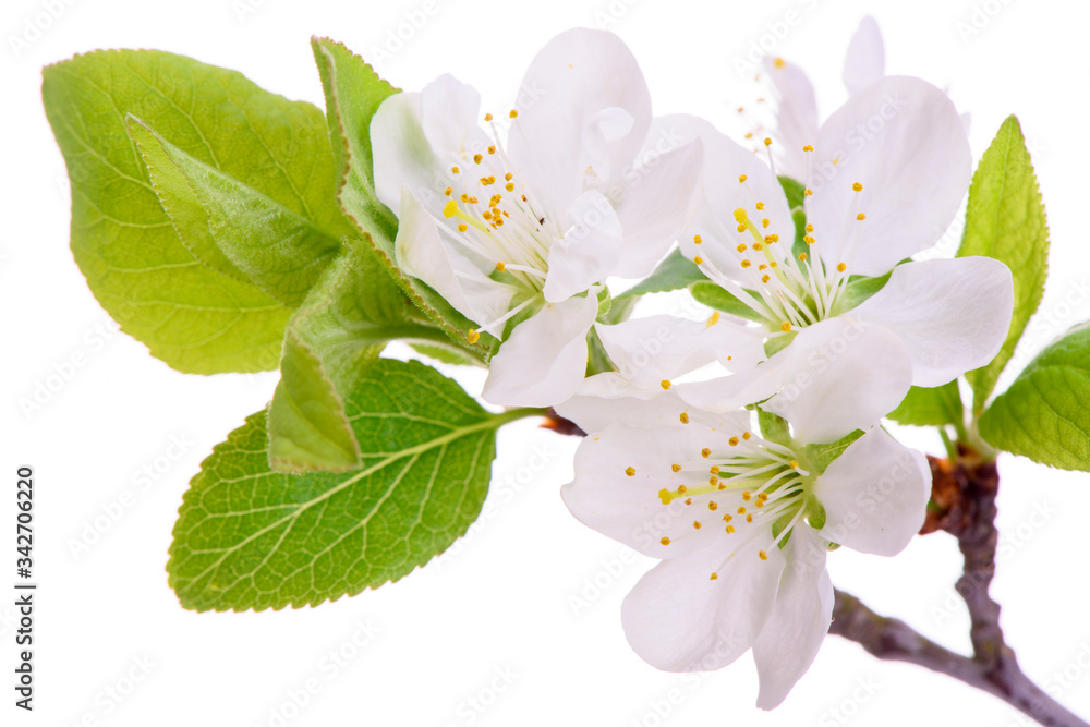 Obraz premium blooming blossoms of plum tree isolated over white background