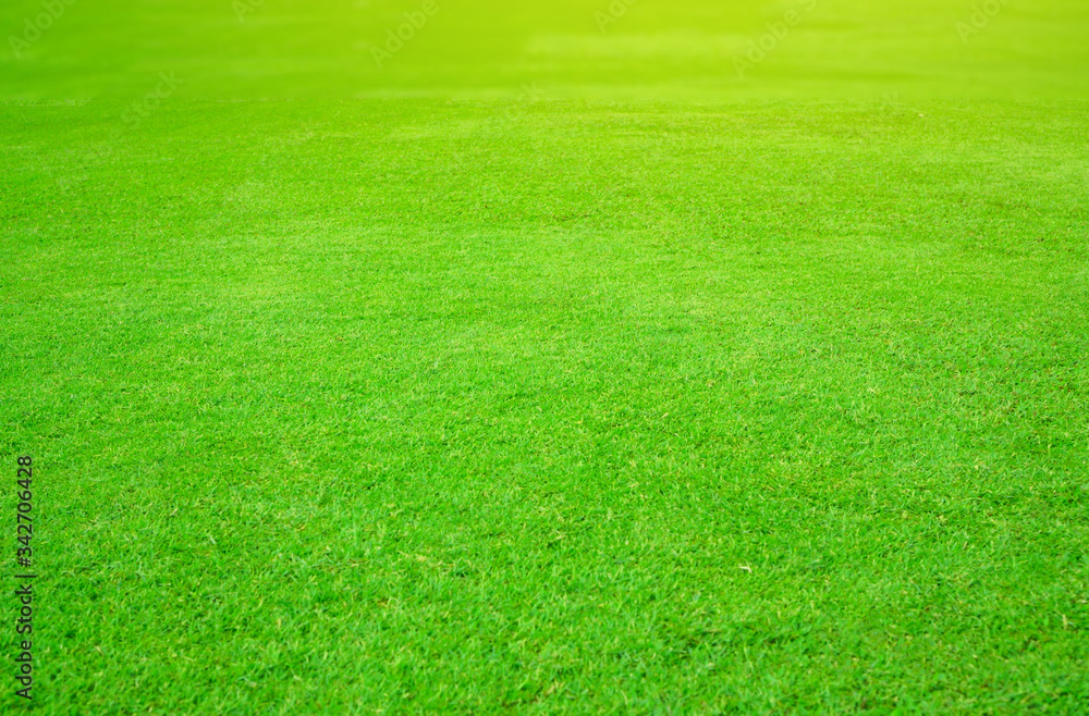 Fresh green lawn of smooth grass under sunlight