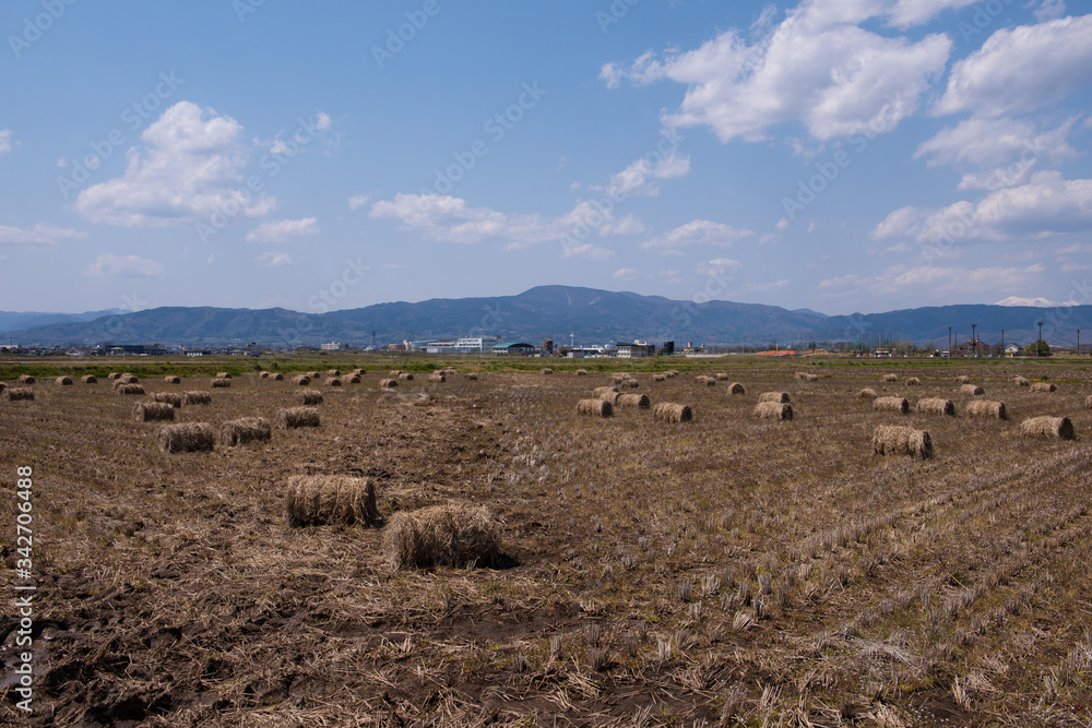 Obraz premium 田んぼに並ぶ稲俵