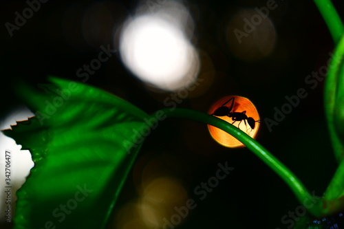 Ant walking with the sun in the background