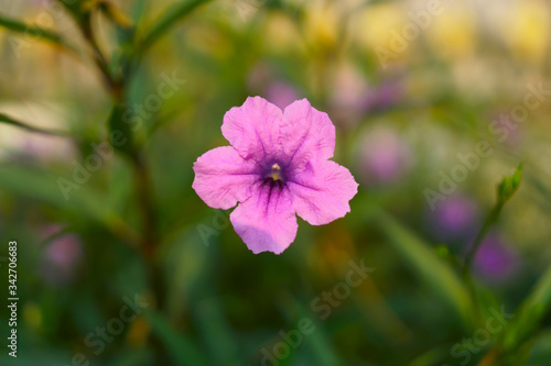 Beautiful purple color Britton's wild petunia or Mexican bluebell flower plant blooming on green leaves blur background