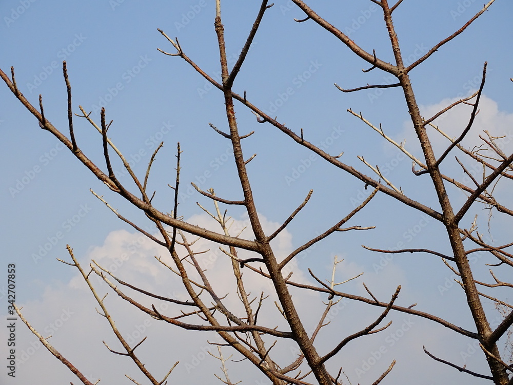 leafless tree leafless tree