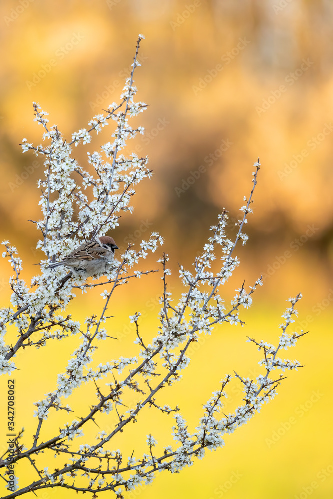 Eurasian tree sparrow (Passer montanus), passerine bird in the sparrow family perched on flowering tree with beautiful blurred yellow background. Eurasian tree sparrow (Passer montanus), passerine bird in the sparrow family perched on flowering tree with beautiful blurred yellow background.