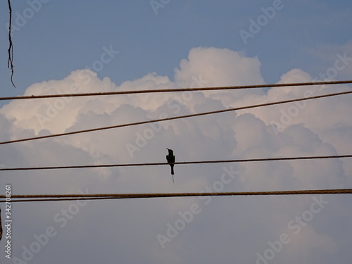 bird on electric wires