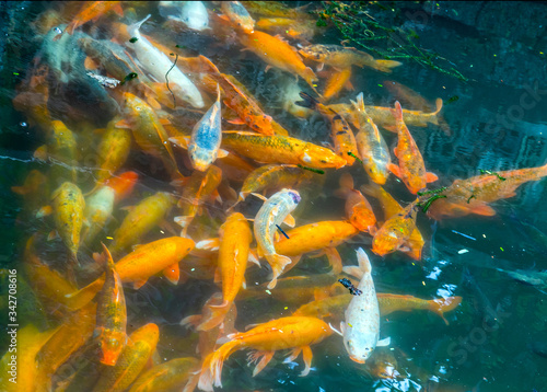 Koi or carp fish swimming in pond top view underwater © Emoji Smileys People