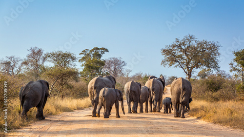 African bush elephant family walking rear view on safari road in Kruger National park, South Africa ; Specie Loxodonta africana family of Elephantidae