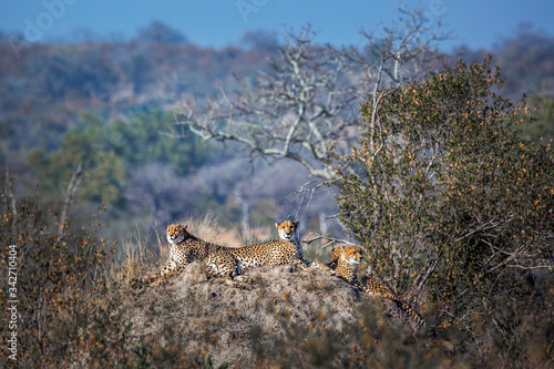 Family of four Cheetahs resting in termite mound in Kruger National park, South Africa ; Specie Acinonyx jubatus family of Felidae