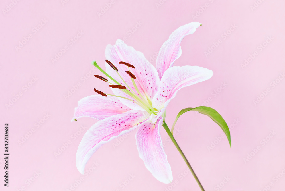 Pink lily on pink background 