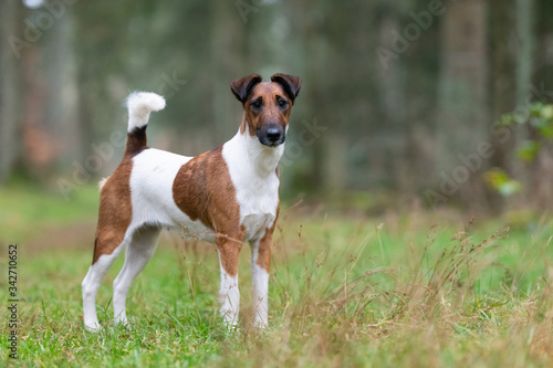 Foxterrier im Wald