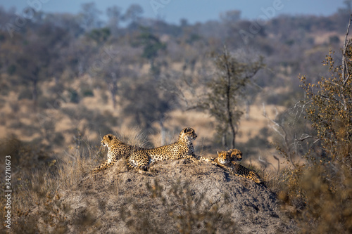 Family of four Cheetahs resting in termite mound in Kruger National park, South Africa   Specie Acinonyx jubatus family of Felidae © PACO COMO