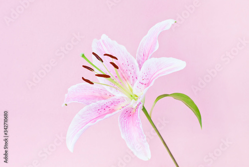 Fototapeta Naklejka Na Ścianę i Meble -  Pink lily on pink background 