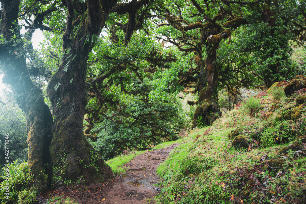 Magical laurel trees in Fanal forest in Madeira Magical laurel trees in Fanal forest in Madeira