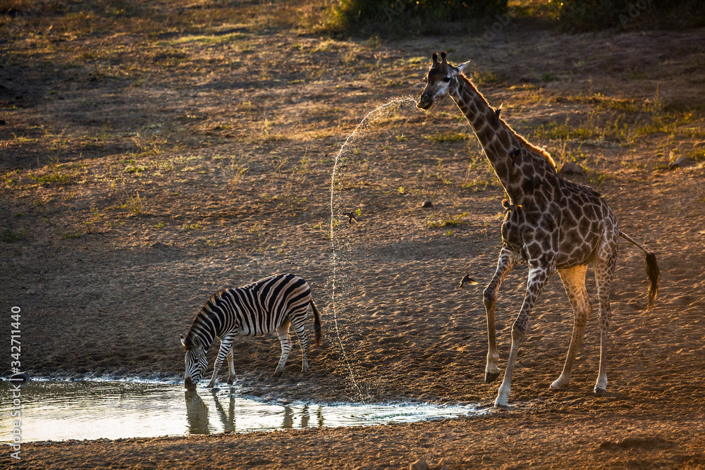 Fototapeta premium Plains zebras and giraffe drinking in waterhole at dawn in Kruger National park, South Africa ; Specie Equus quagga burchellii family of Equidae