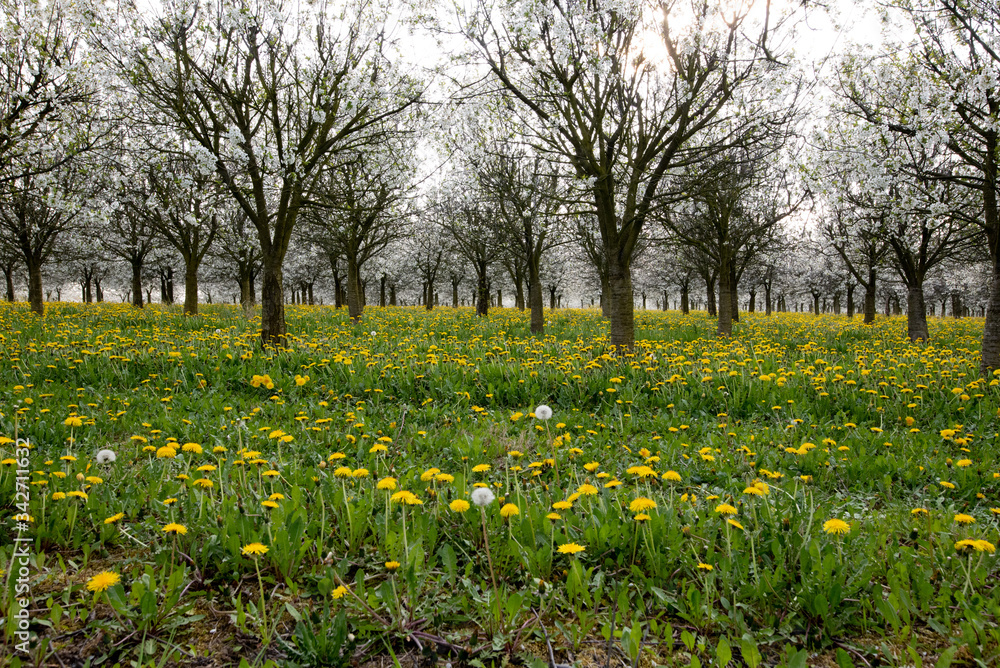 Obraz premium Frühling