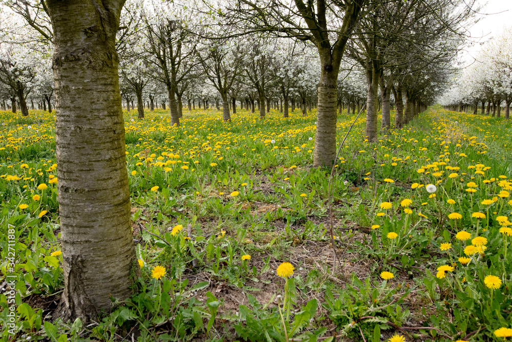 Obraz premium Frühling