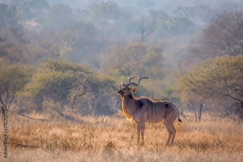 Greater kudu male in savannah scenery in Kruger National park, South Africa ; Specie Tragelaphus strepsiceros family of Bovidae photo