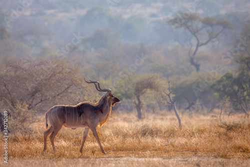 Greater kudu male in savannah scenery in Kruger National park, South Africa ; Specie Tragelaphus strepsiceros family of Bovidae photo