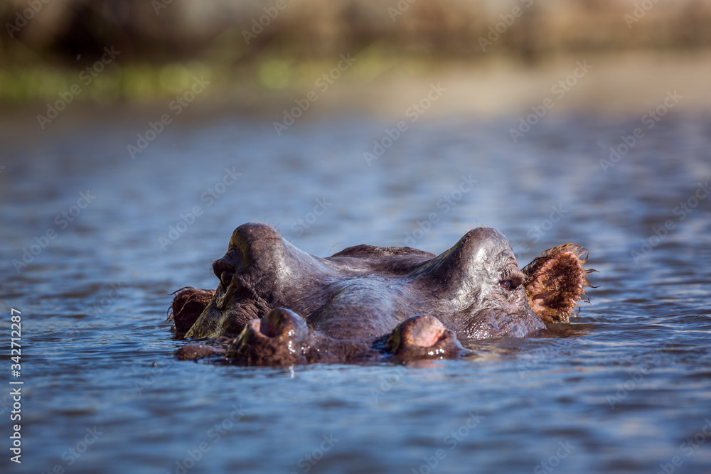 Hippopotamus head in water surface level in Kruger National park, South Africa ; Specie Hippopotamus amphibius family of Hippopotamidae Hippopotamus head in water surface level in Kruger National park, South Africa ; Specie Hippopotamus amphibius family of Hippopotamidae