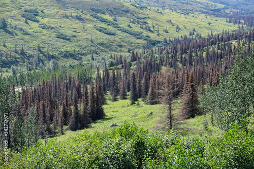 Durch Borkenk  fer gesch  digter Wald in Alaska - Das Waldsterben durch die  durch die Erderw  rmung beg  nstigten    Borkenk  ferinvasionen hat in hier riesige Ausma  e. Zunehmend ist die Waldbrandgefahr.