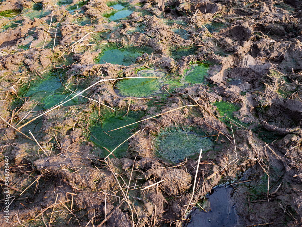 Horrible smell water with feces in mud hoof tracks Stock Photo Adobe Stock