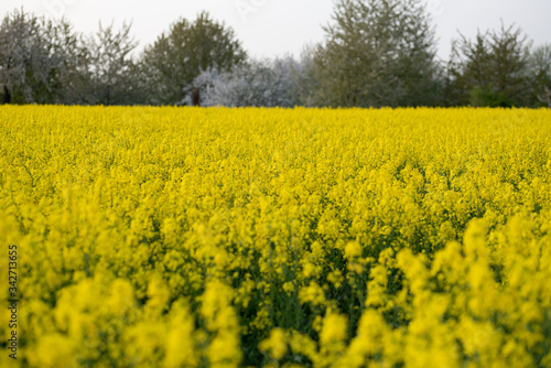 Frühling © Alexander Hilgenberg