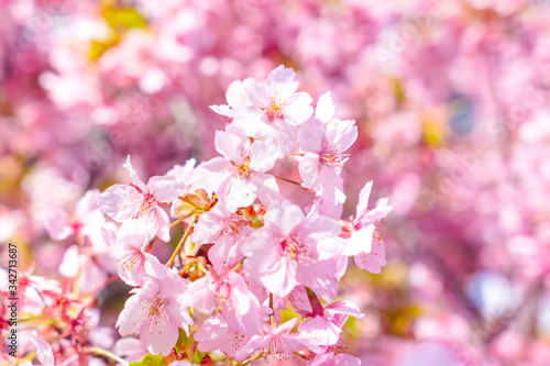 満開の河津桜 © Karan_Colon