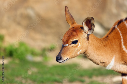 The nyala (Tragelaphus angasii), also called inyala, portrait of a young female in the sunshine.