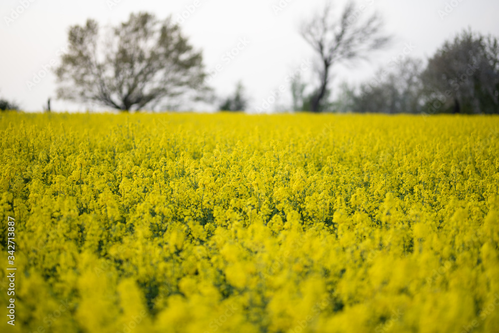 Obraz premium Frühling