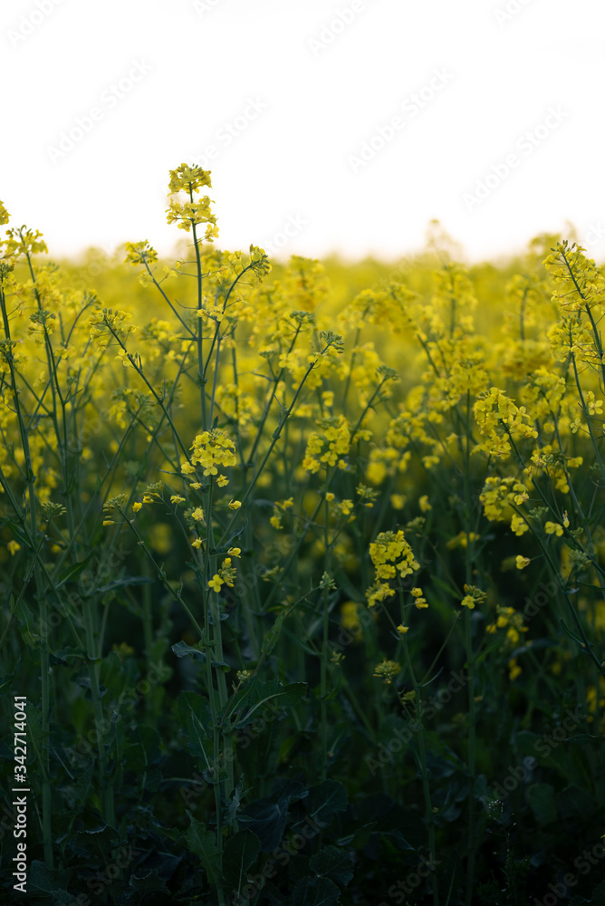 Obraz premium Frühling