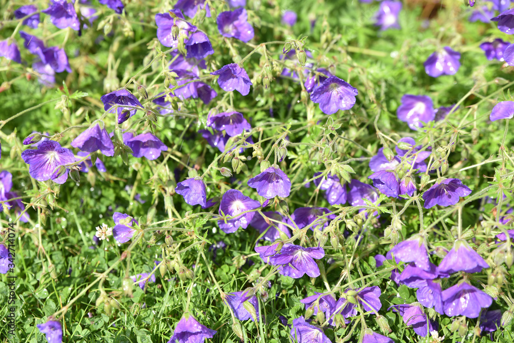 Géranium hybride bleu au jardin Géranium hybride bleu au jardin