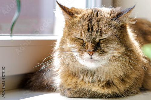 Pet - a cat sits on a window and basks in the sun. Favorite animals, home comfort.