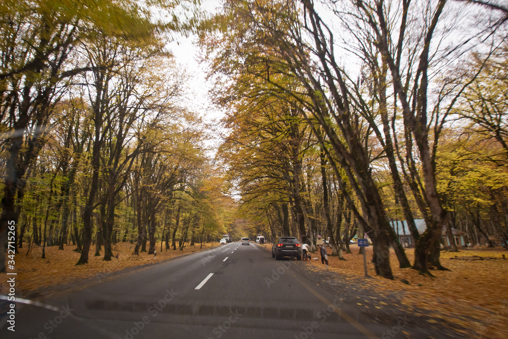 Fototapeta premium Autumn landscape with road and beautiful colored trees . Road in the autumnal forest . View of road with oak trees alley at autumn .