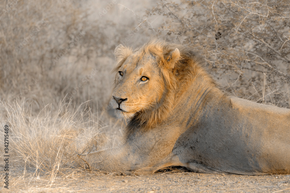 African lion male portrait lying dow,n in Kruger National park, South Africa ; Specie Panthera leo family of Felidae