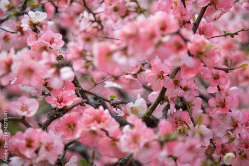 Blooming sakura tree in japanese garden