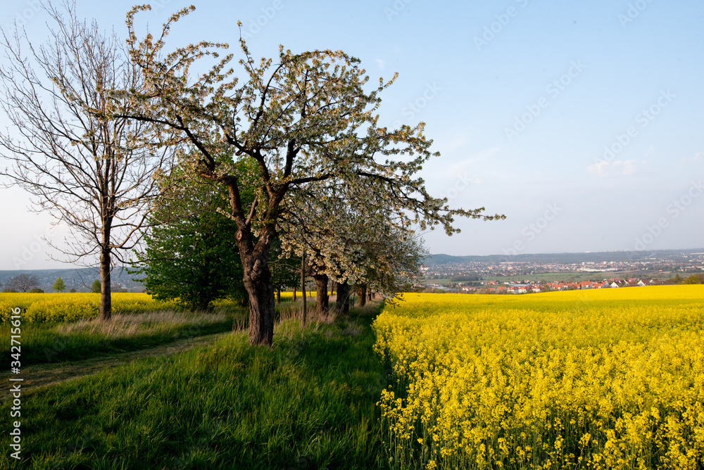 Fototapeta premium Frühling