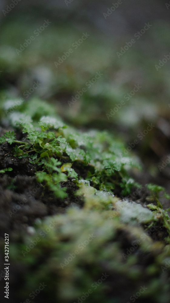 Spring snow. The first plants in snowflakes and drops on a blurred background Spring snow. The first plants in snowflakes and drops on a blurred background